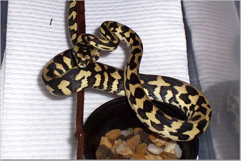 male hatchling7